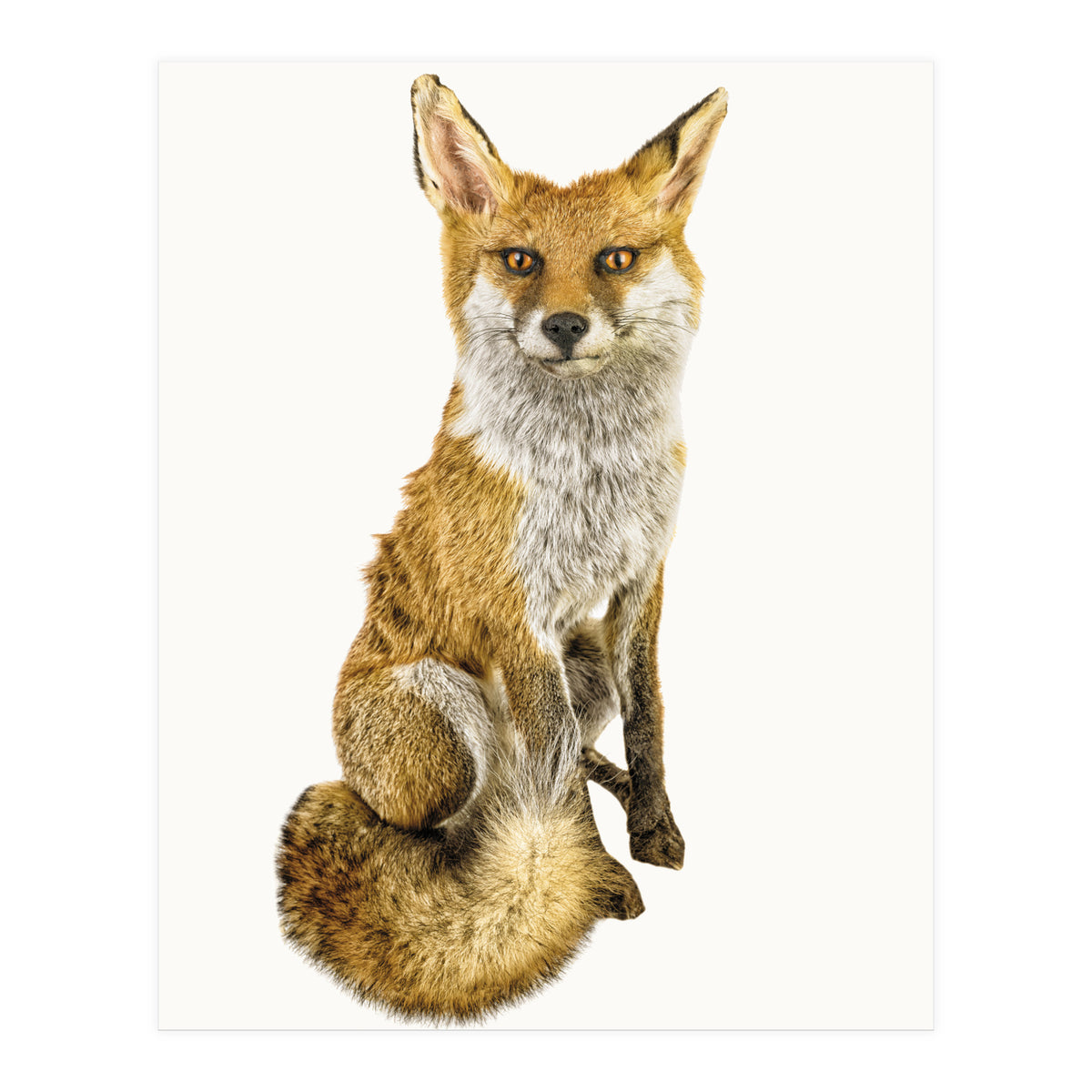 Cc Animal 03 (Print Only)