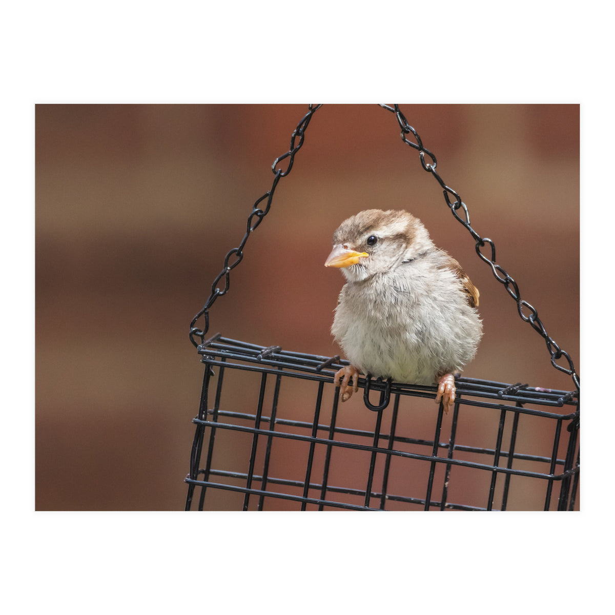 Sparrow (Print Only)