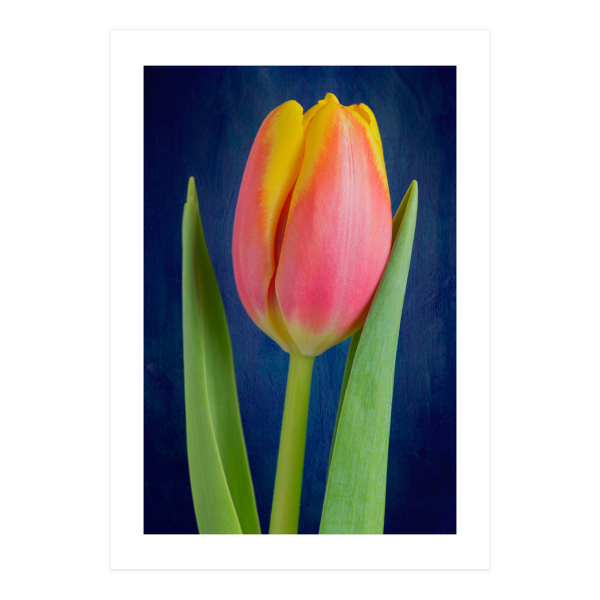 Tulip (Print Only)