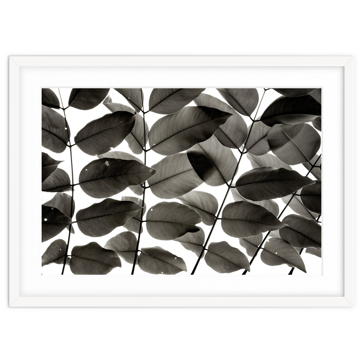 Branches and Leaves I