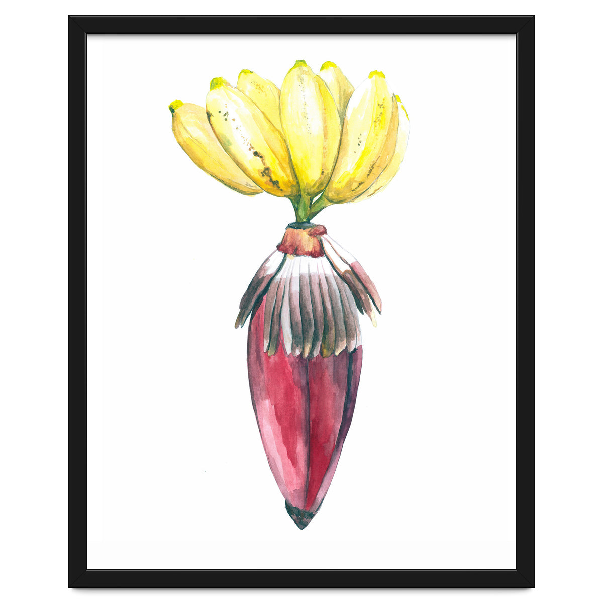 Botanical Illustration Banana