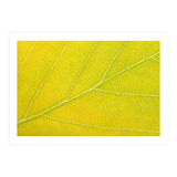 Autumn Leaf (Print Only) thumbnail