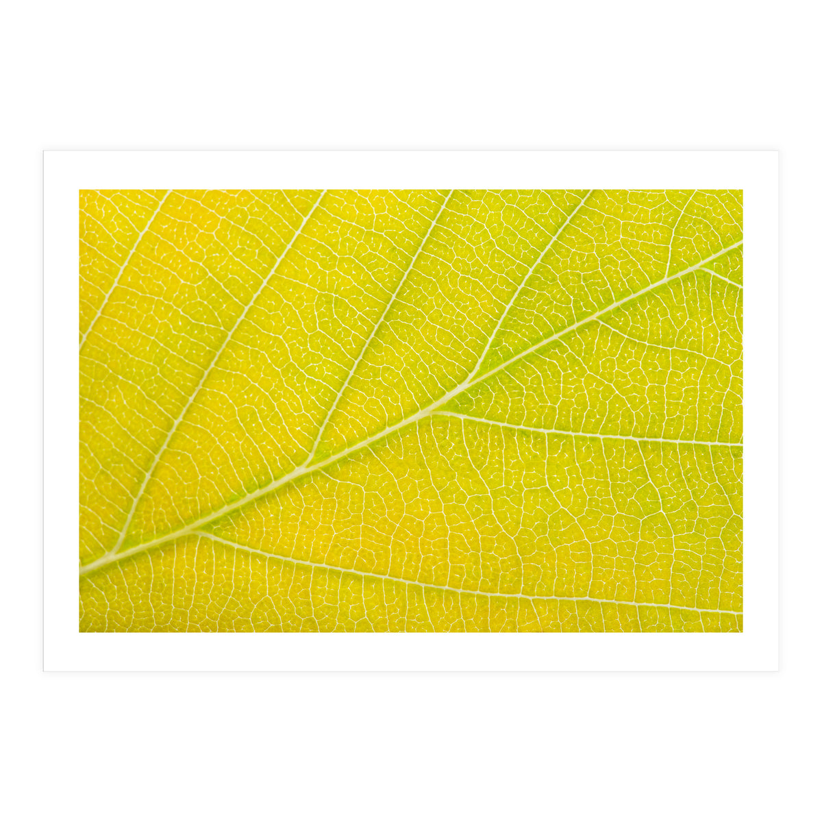 Autumn Leaf (Print Only)
