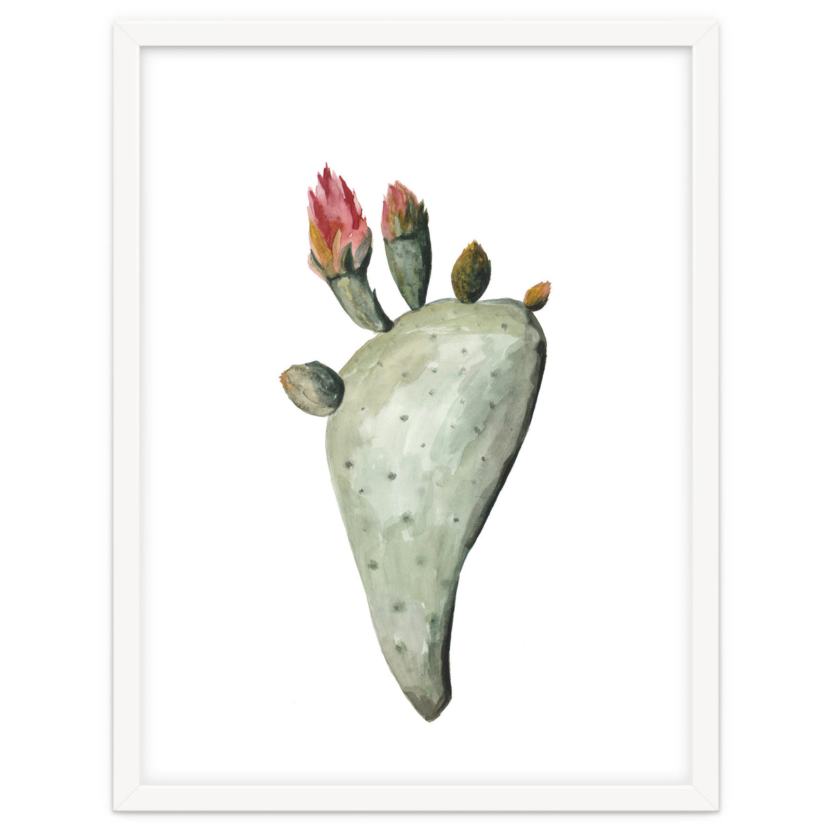 Botanical Illustration Cactus Flowers