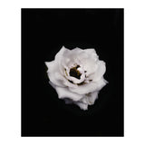 White Rose (Print Only) thumbnail