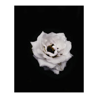 White Rose (Print Only)