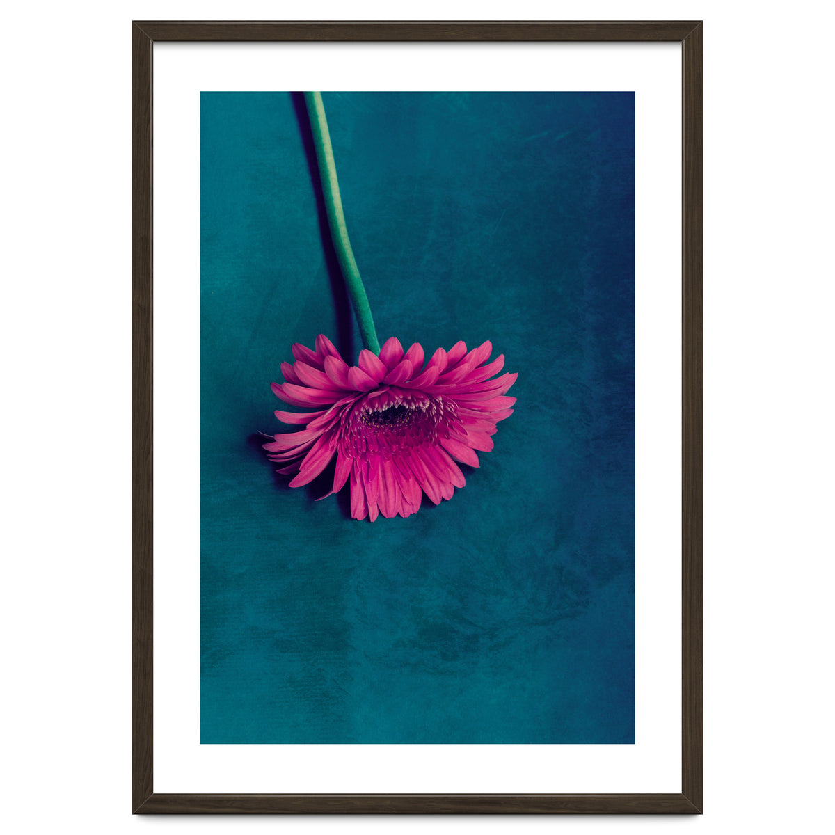 Gerbera for love