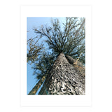 Ataraxia - Tree Series 1 (Print Only) thumbnail