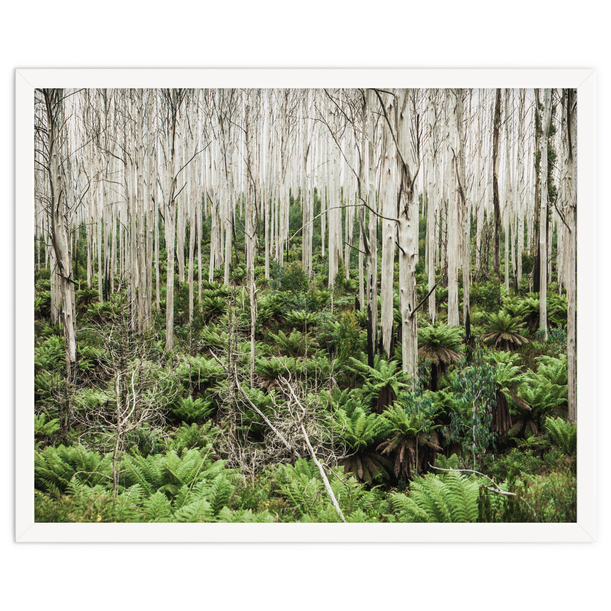 Forest After The Fire