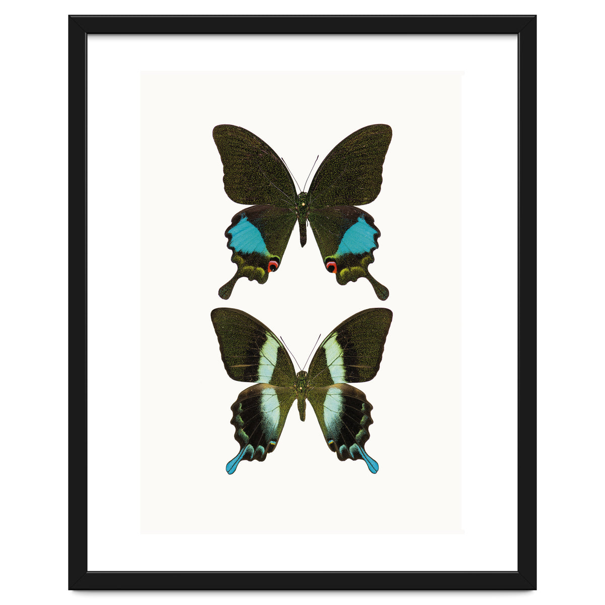 Cc Butterflies 02