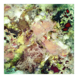 Sugar Coated (Print Only) thumbnail