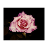 Satin Rose (Print Only) thumbnail