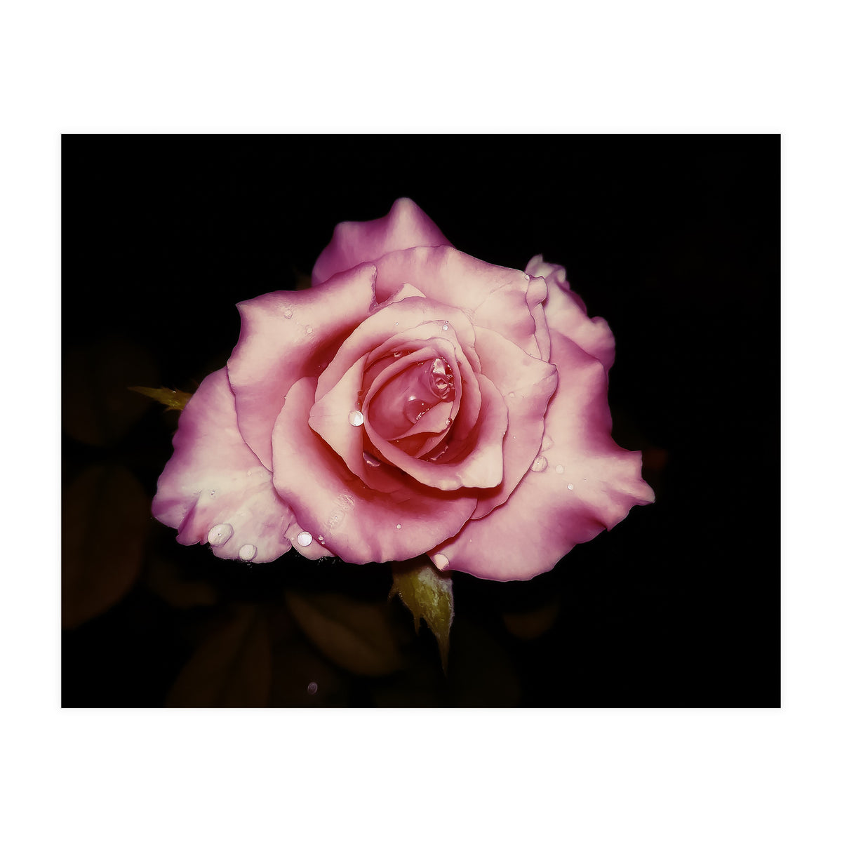 Satin Rose (Print Only)