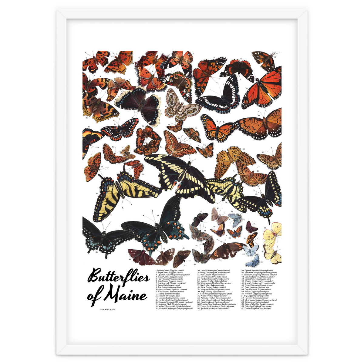 Maine Butterflies Chart