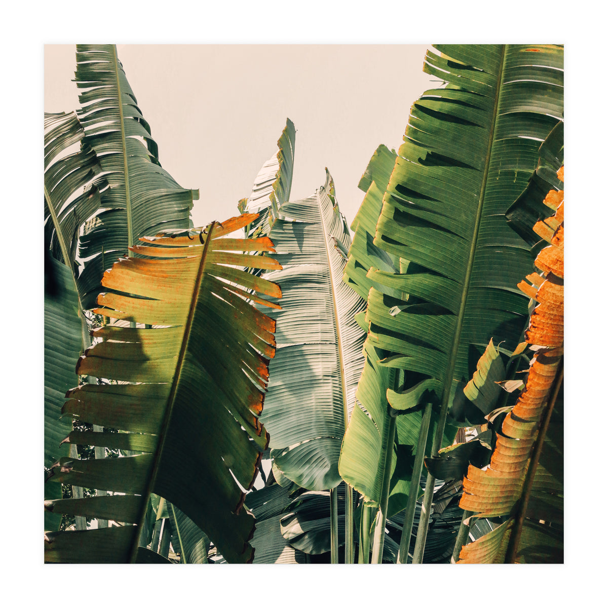 Shades Of Summer (Print Only)