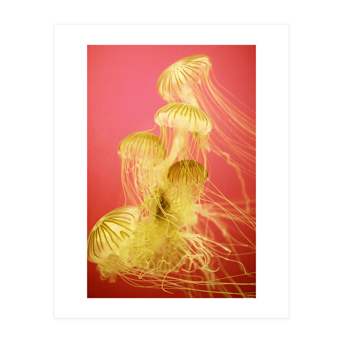 Jelly #7  (Print Only)