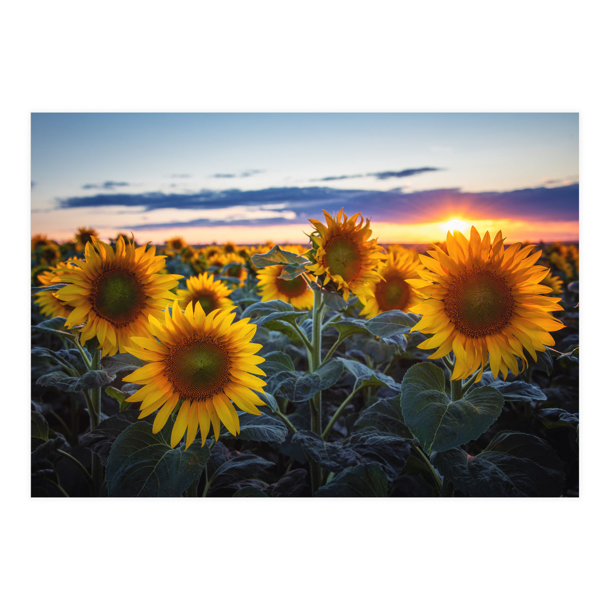Sunflowers (Print Only)