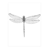 Dragonfly Wings (Print Only) thumbnail