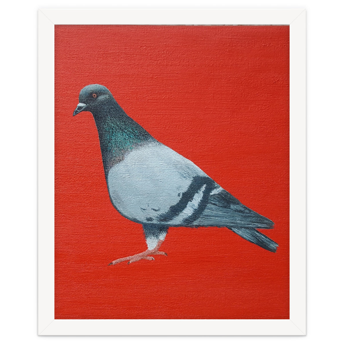 Pigeon