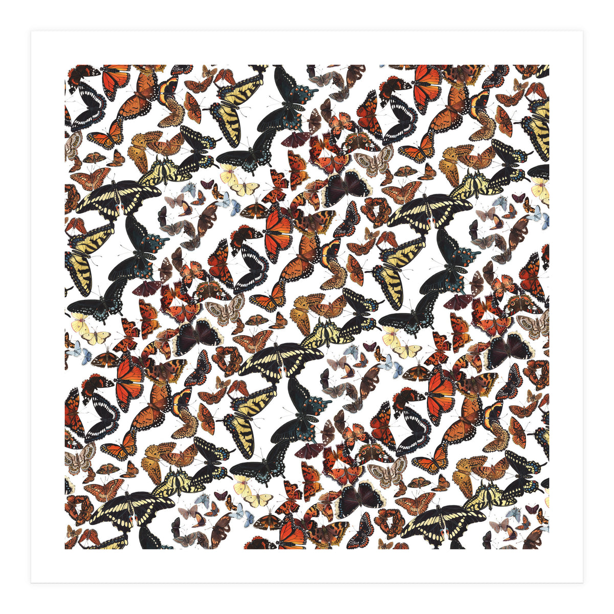 Maine Butterflies Pattern (Print Only)