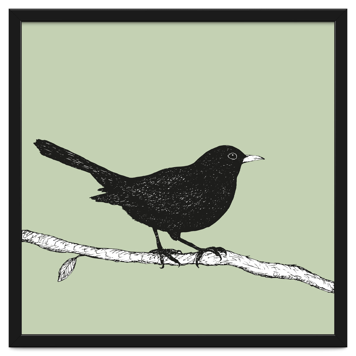 Blackbird pen drawing