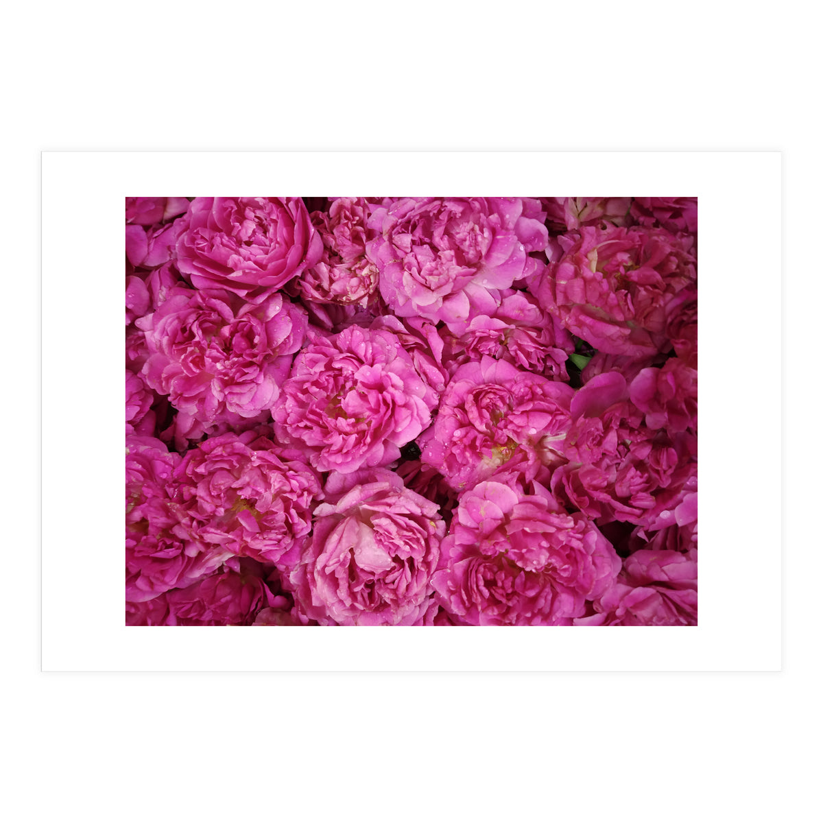 Rose Garden  (Print Only)