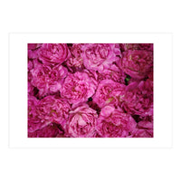 Rose Garden  (Print Only)