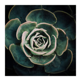 DARKSIDE OF SUCCULENTS IV-A (Print Only) thumbnail