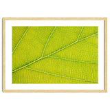 Autumn Leaf thumbnail