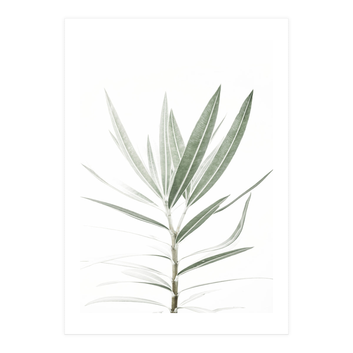 Foliage (Print Only)