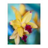 Cattleya Orchidee (Print Only) thumbnail