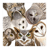Owls (Print Only) thumbnail