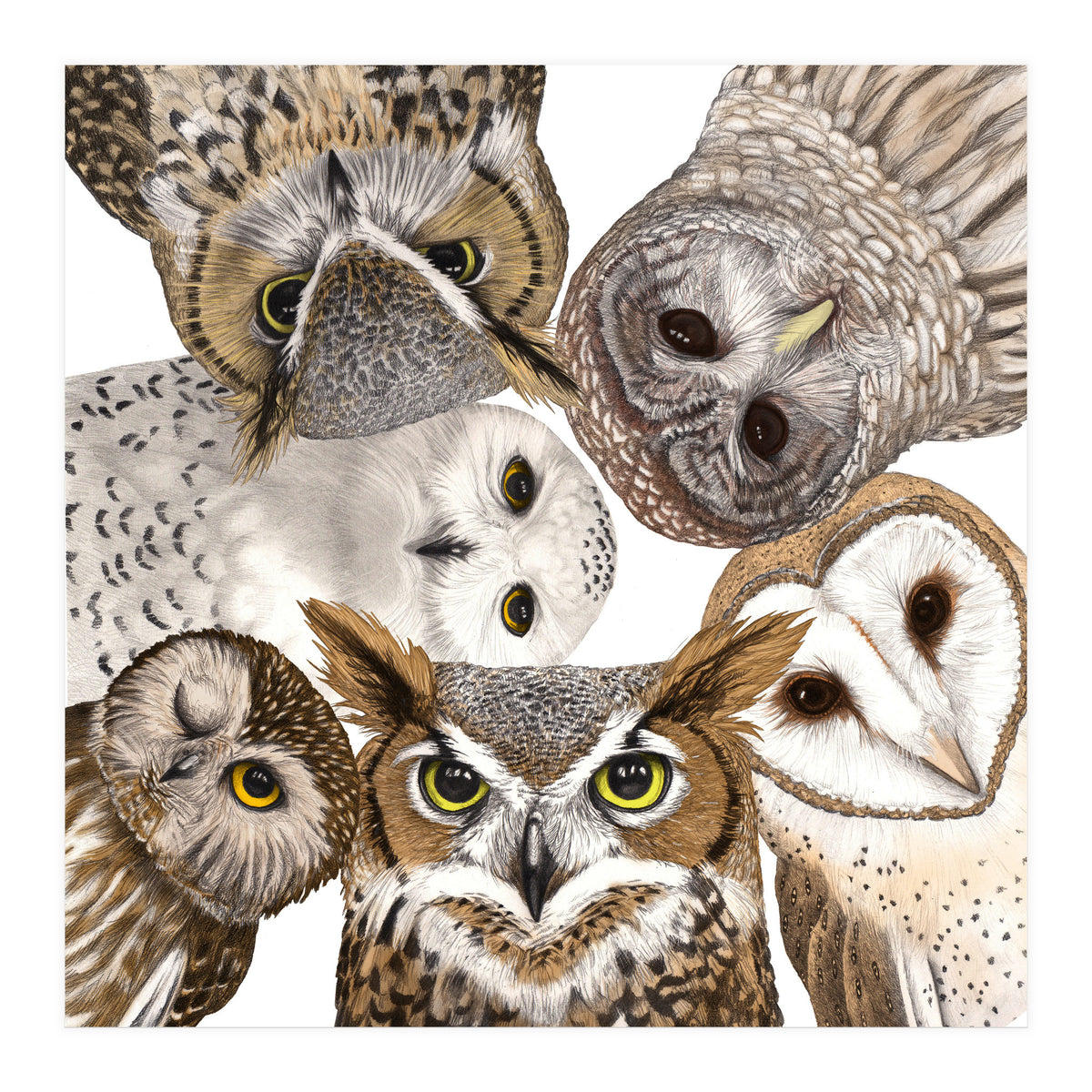 Owls (Print Only)