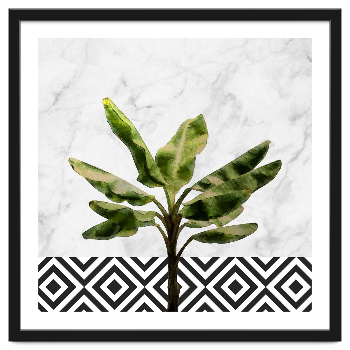 Banana Plant On White Marble And Checker Wall