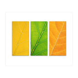Autumn Leaves (Print Only) thumbnail
