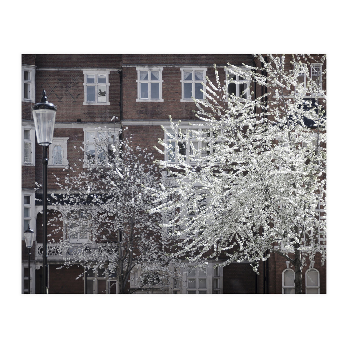 Chelsea Spring  (Print Only)