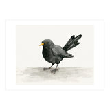 Blackbird ink drawing (Print Only) thumbnail