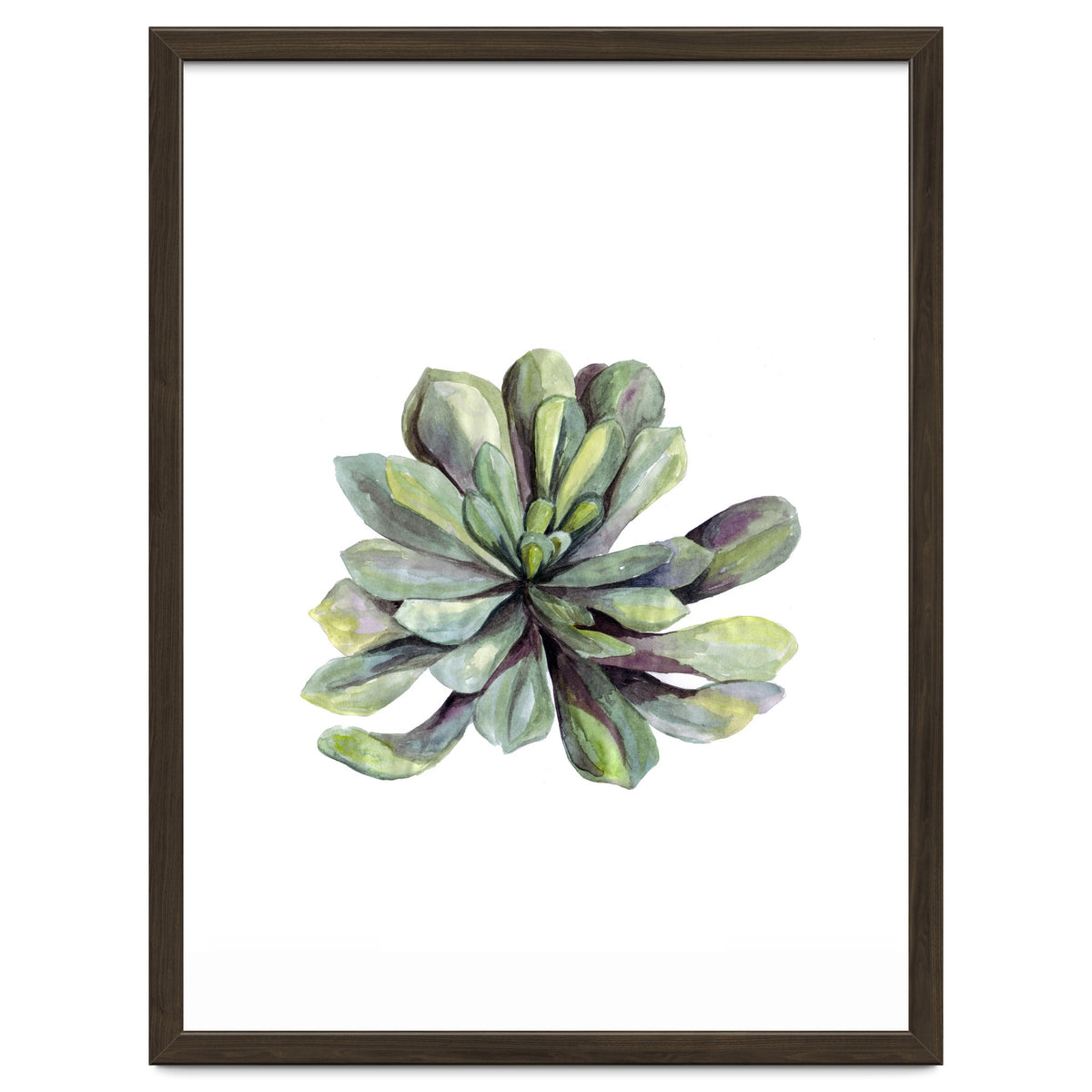 Botanical Illustration Succulent
