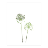 Olive Green Dandelion (Print Only) thumbnail