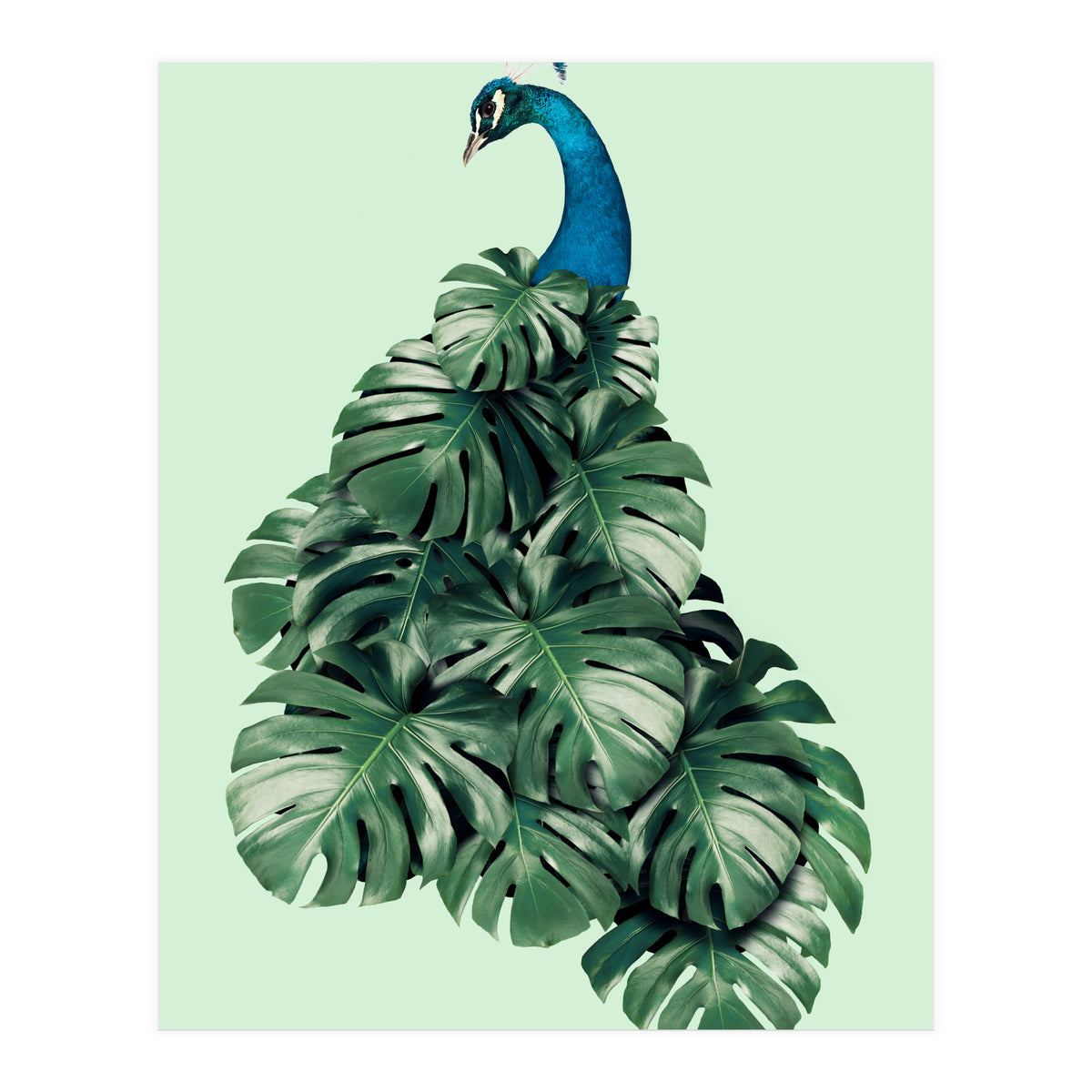 Monstera Bird (Print Only)