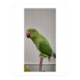 Beautiful Indian Parakeet (Print Only) thumbnail