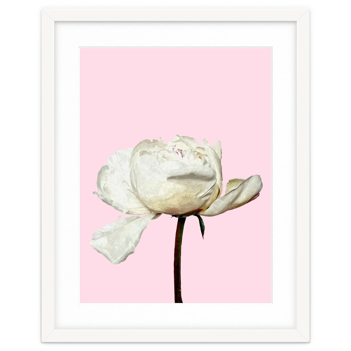 White Peony Pink Background