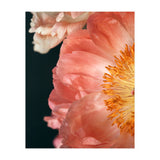 Coral Charm #2  (Print Only) thumbnail