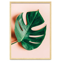 Monstera Shadow