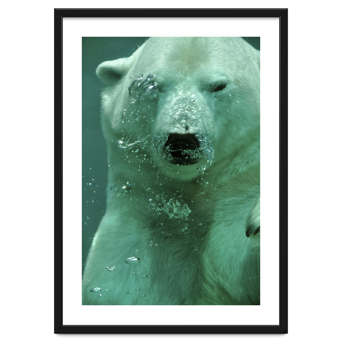 Polar Bear Under Water