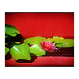 Pond lily (Print Only) thumbnail