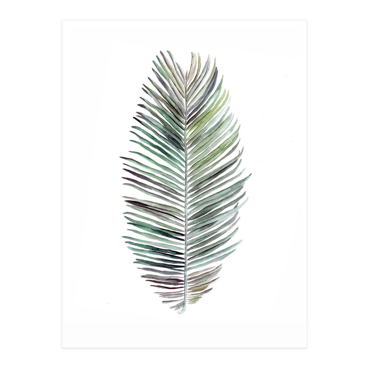Botanical Illustration Cocos Palm (Print Only)