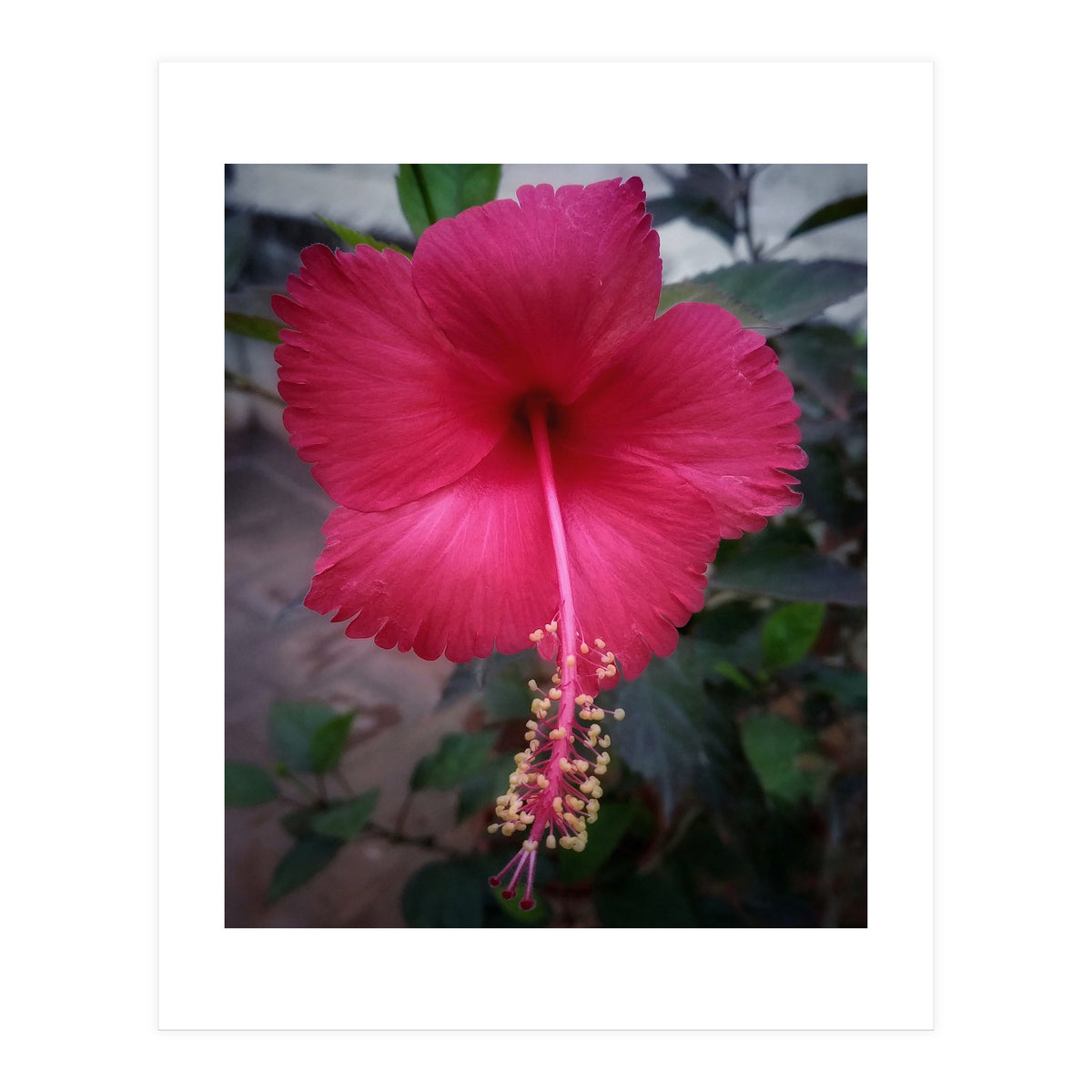 Beautiful Hibiscus Flora (Print Only)