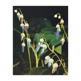 Fishflower (Print Only) thumbnail