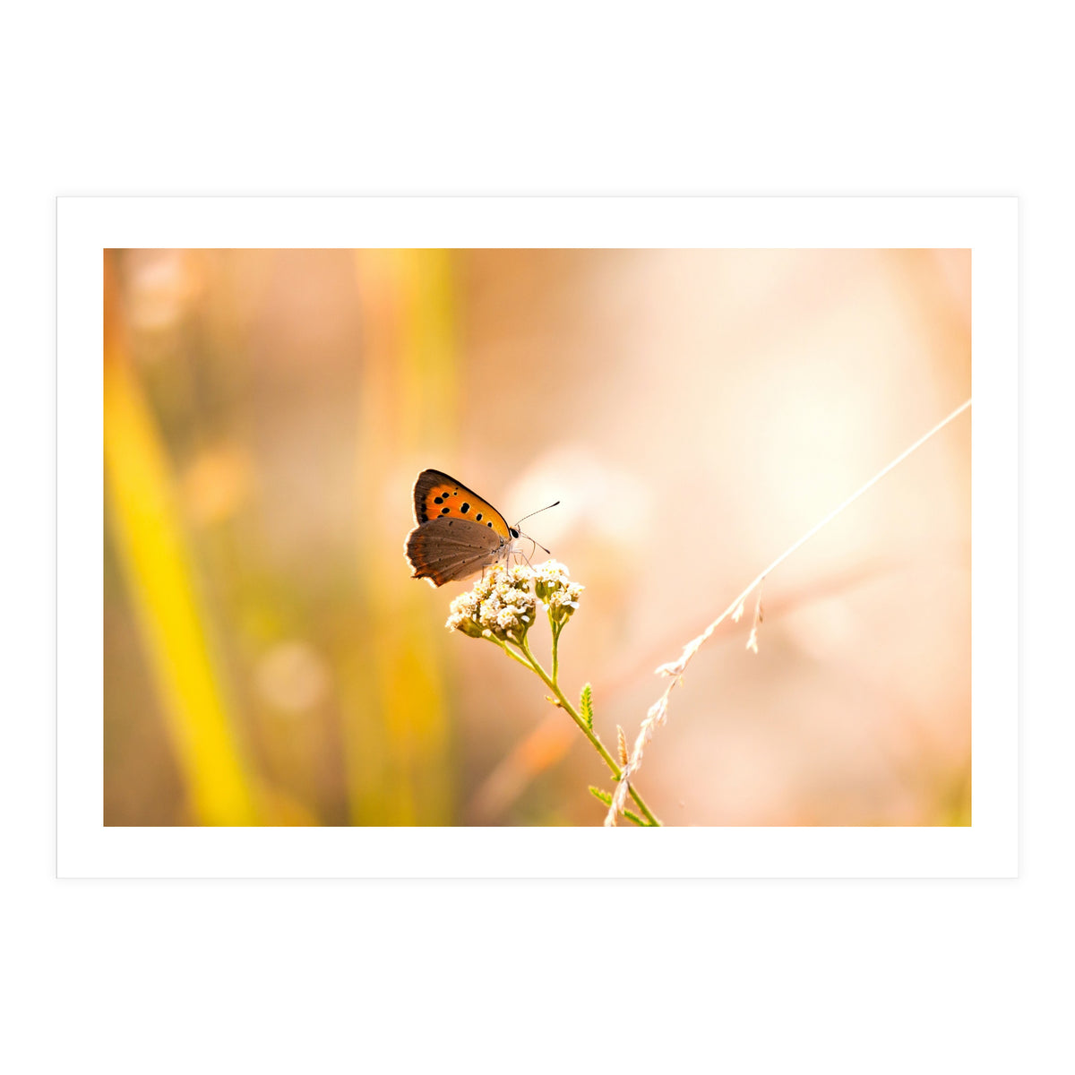 Butterfly (Print Only)